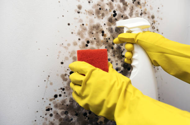 Best Certified Mold Removal  in Acres Green, CO