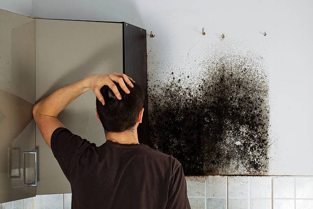 Mold Removal Process in Acres Green, CO