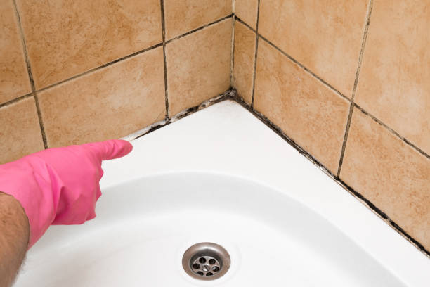 Best Attic Mold Removal  in Acres Green, CO
